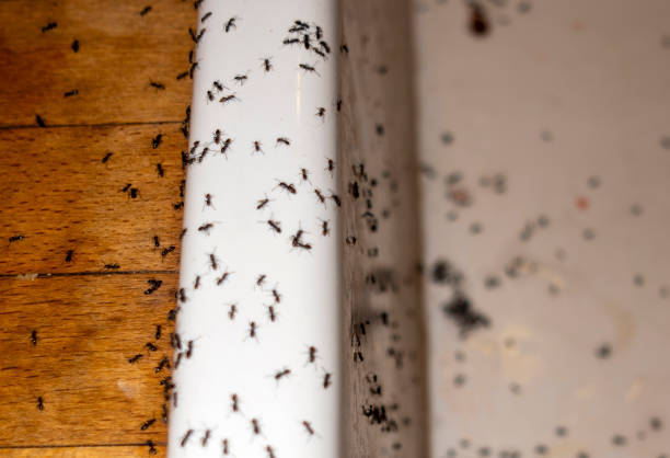 Reliable Payson, AZ Pest Control Solutions