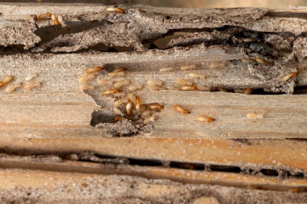 Best Commercial Pest Control Services  in Payson, AZ